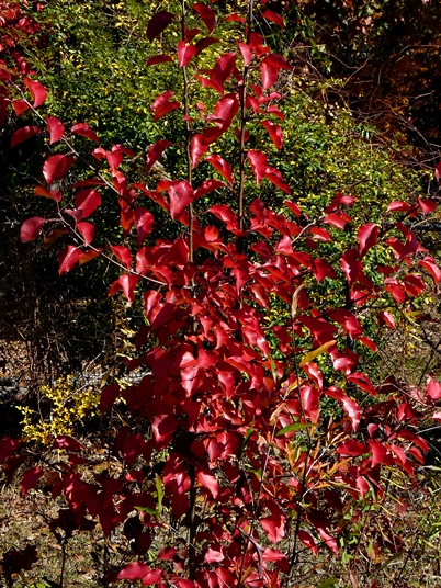 {Pyrus calleryana}